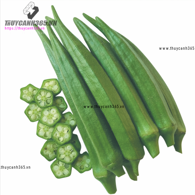 Hạt giống đậu bắp xanh sai trái dinh dưỡng cao