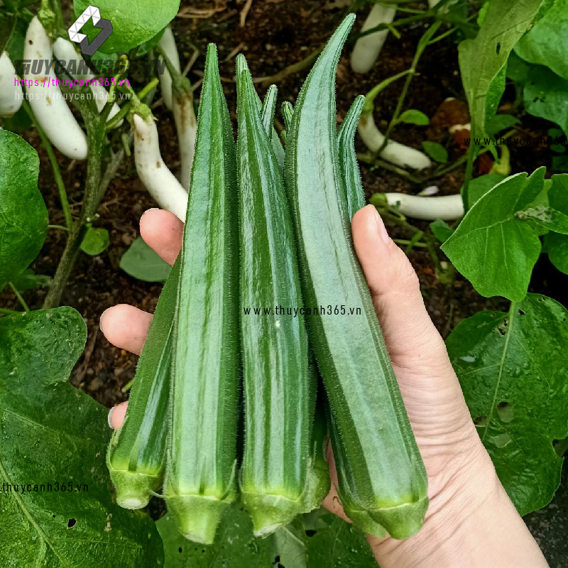 Hạt giống đậu bắp xanh sai trái dinh dưỡng cao