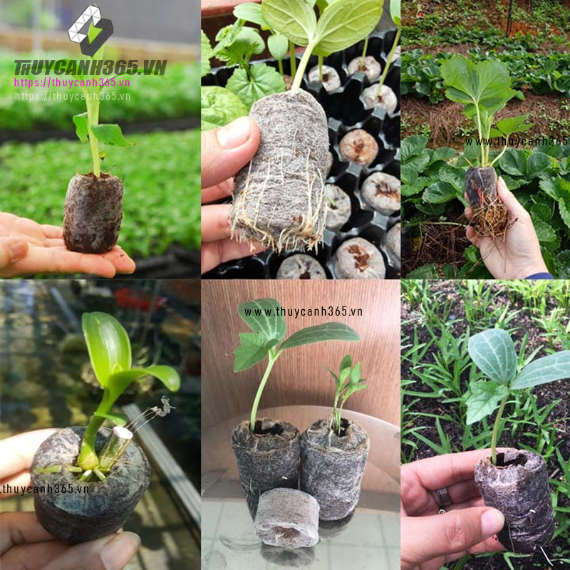 Viên nén xơ dừa thuỷ canh
