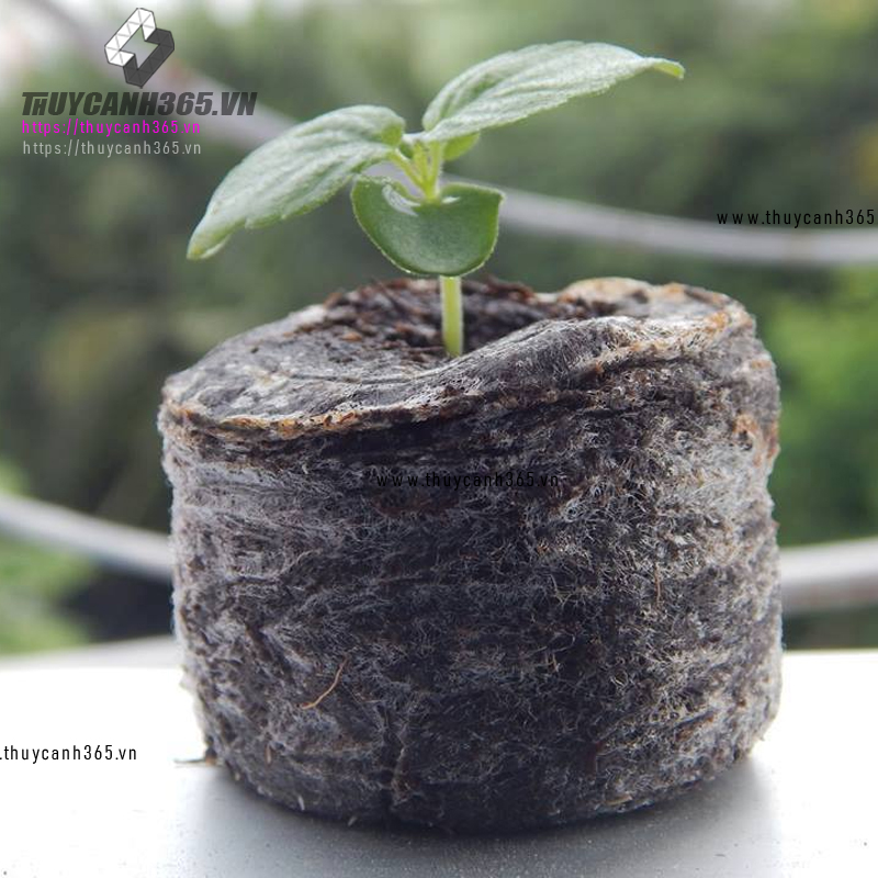 Viên nén xơ dừa thuỷ canh