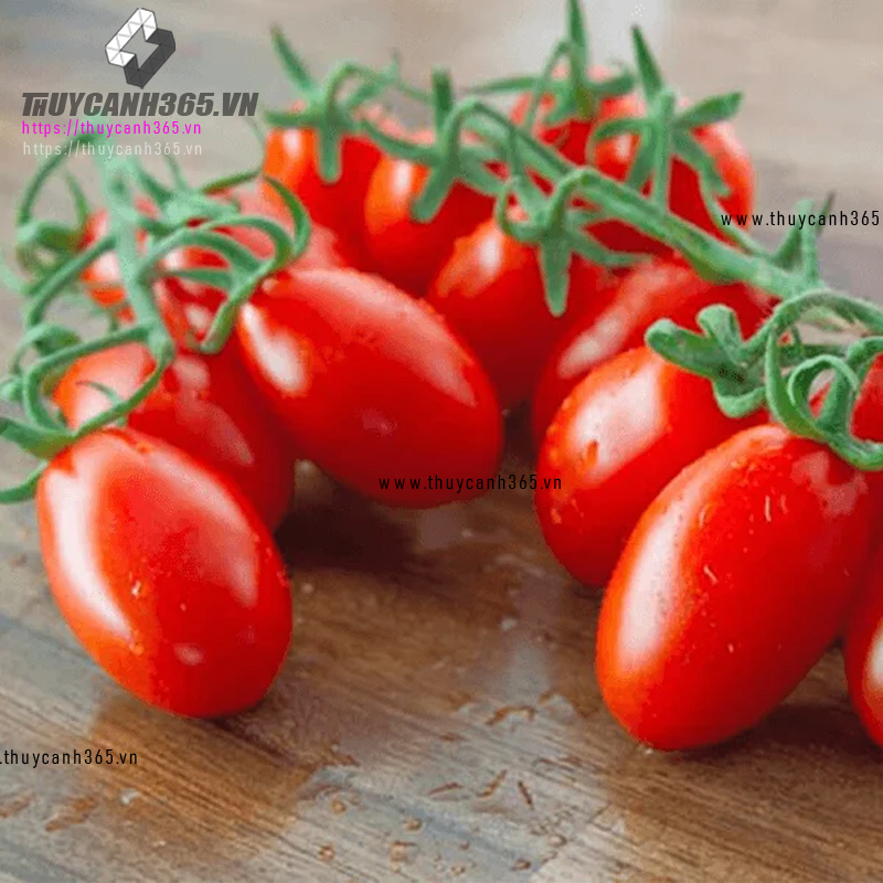 Hạt giống cà chua Cherry đỏ lai F1 RADO 640