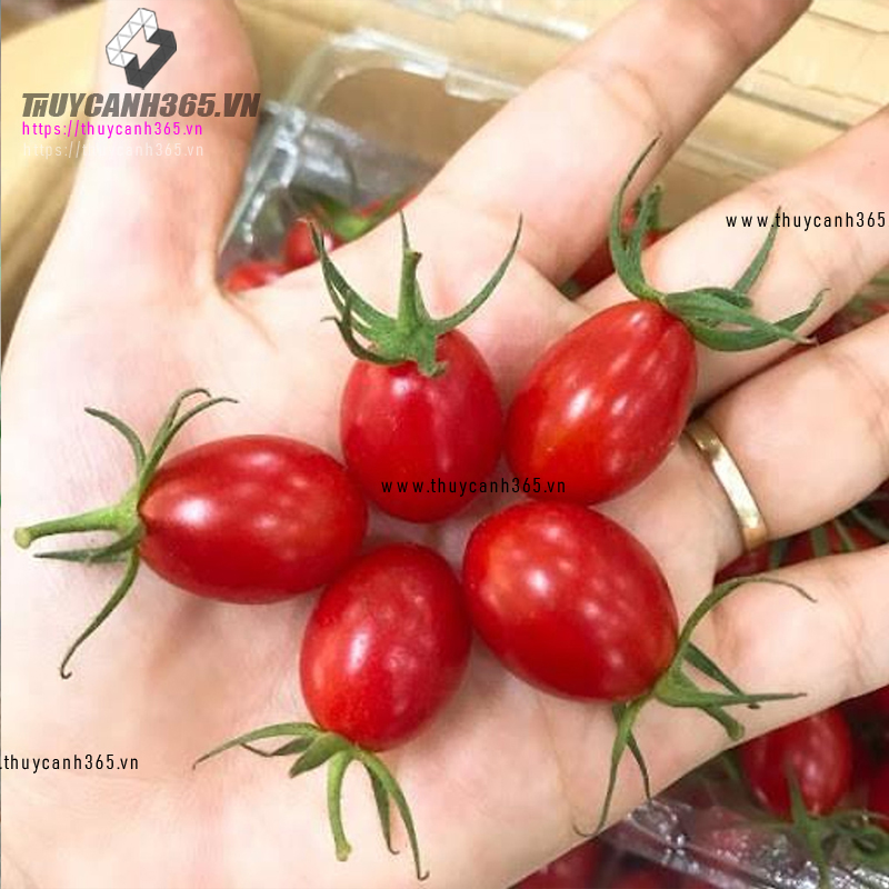 Hạt giống cà chua Cherry đỏ lai F1 RADO 640