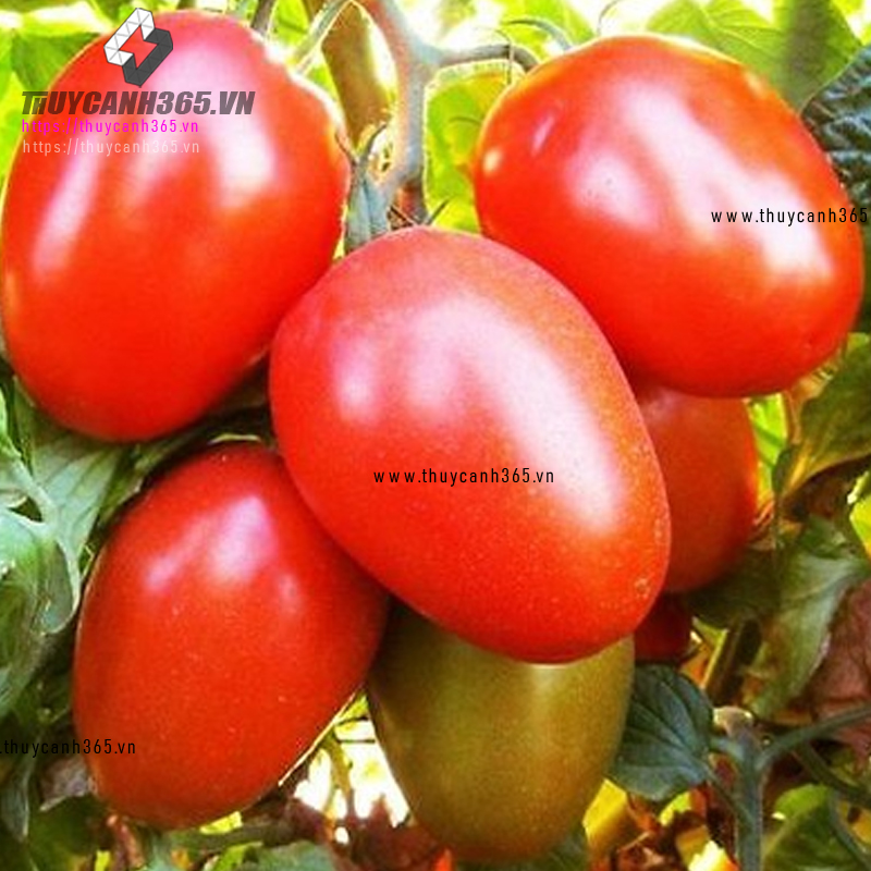 Hạt giống cà chua chịu nhiệt F1