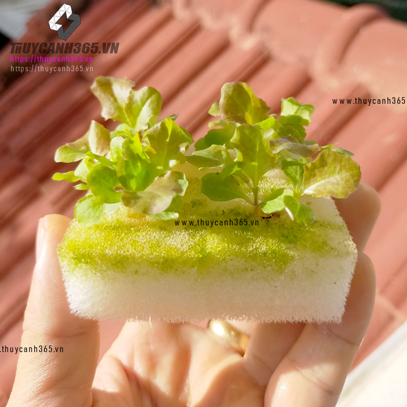 Mút xốp ươm hạt thủy canh
