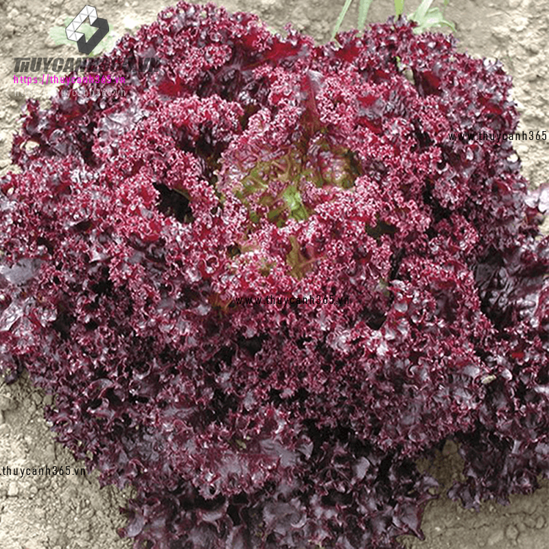 Hạt giống xà lách tím Lollo Rossa